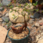 DesertScapeSucculent Succulent 6 Inch Operculicarya decaryi 'Elephant Tree' uplifted