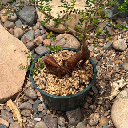 DesertScapeSucculent Succulent 6 Inch Operculicarya decaryi 'Elephant Tree' uplifted