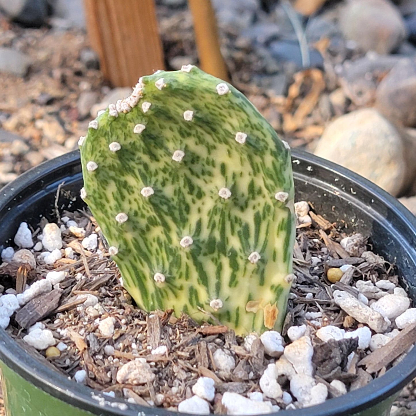 Opuntia cochenillifera 'Sunburst'