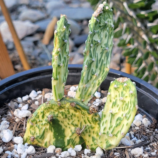 Opuntia cochenillifera 'Sunburst'