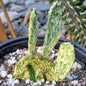 Opuntia cochenillifera 'Sunburst' - 6 Inch Assorted - Cactus - DesertScapeSucculent