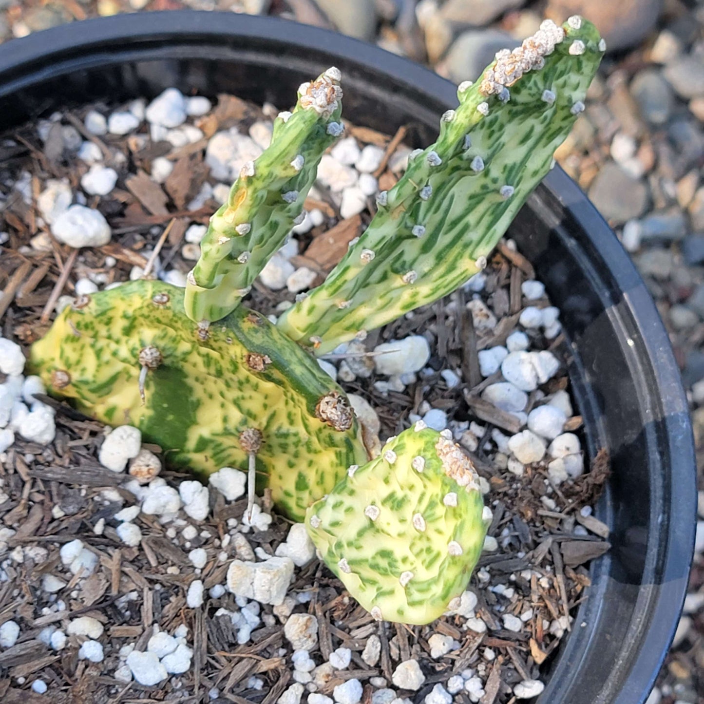 Opuntia cochenillifera 'Sunburst'