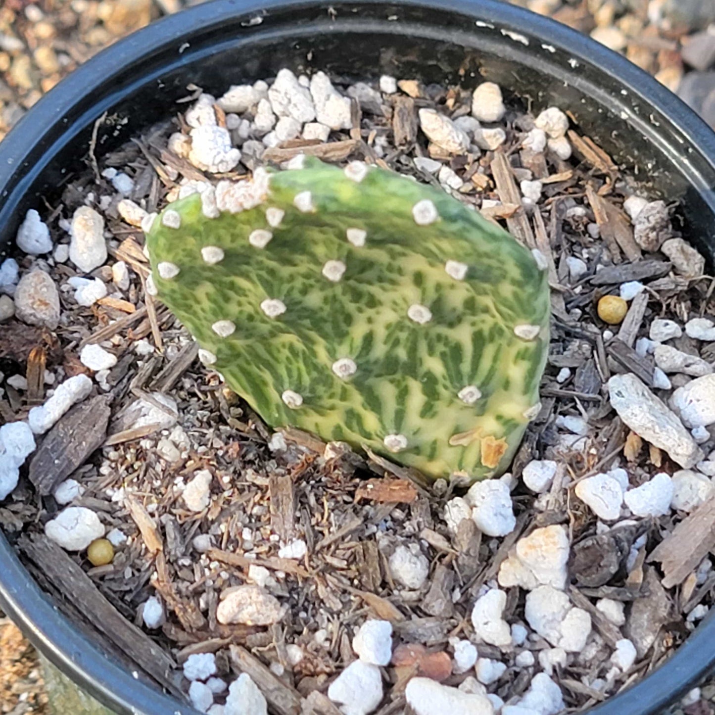 Opuntia cochenillifera 'Sunburst'