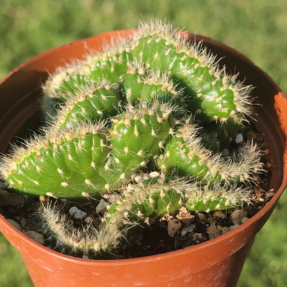 Opuntia cylindrica cristata 'Pasillo Esmeralda'