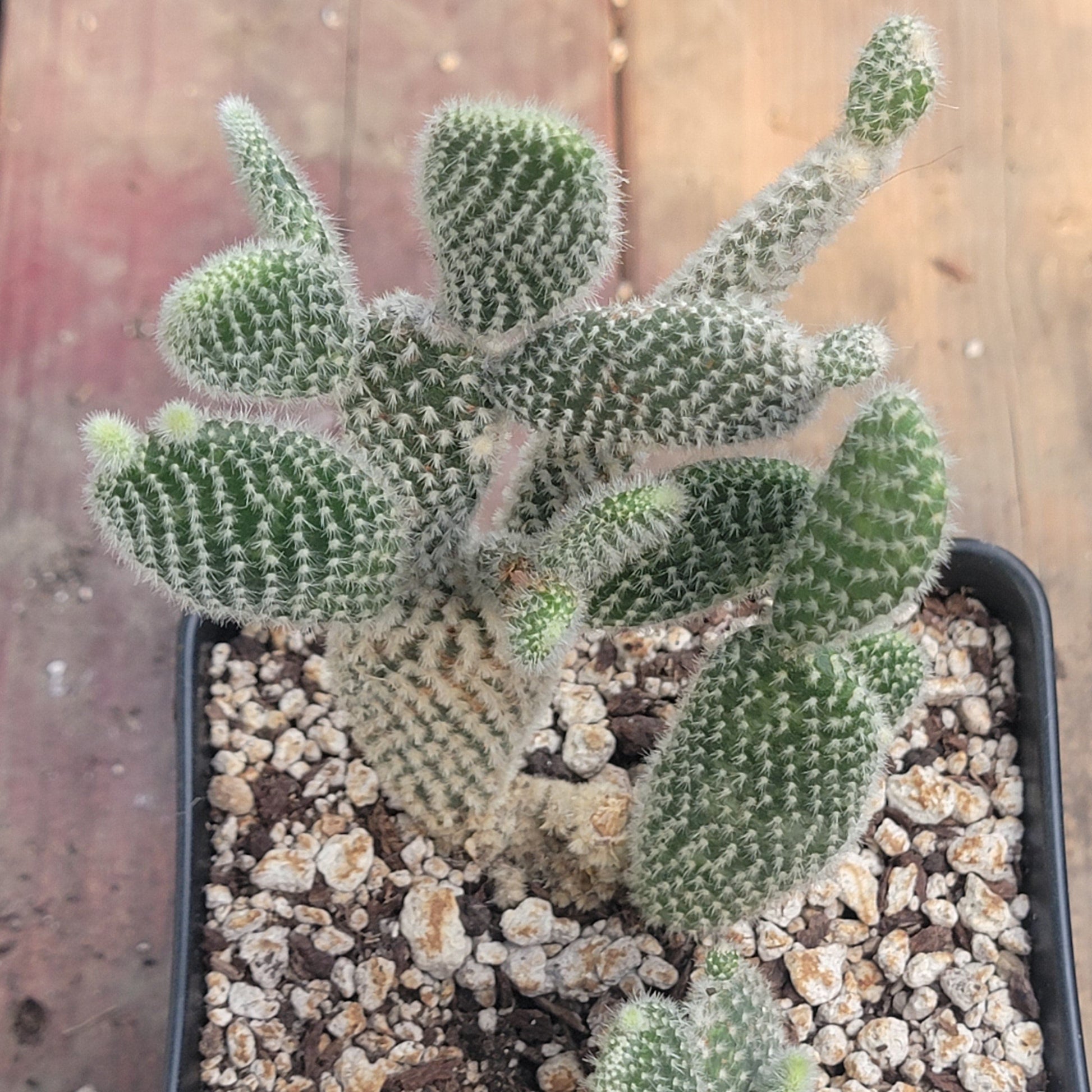 Opuntia microdasys var. albospina 'White Bunny Ears' - 6 Inch Assorted - Cactus - DesertScapeSucculent