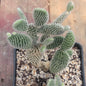 Opuntia microdasys var. albospina 'White Bunny Ears' - 6 Inch Assorted - Cactus - DesertScapeSucculent