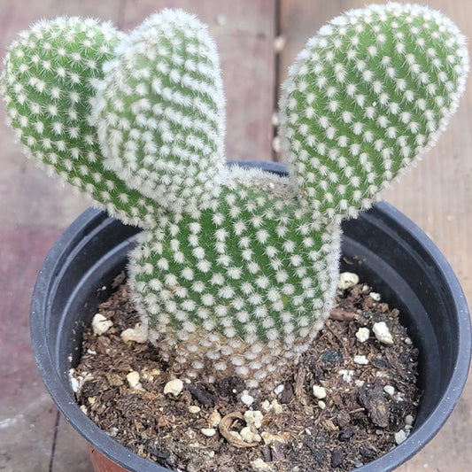 Opuntia microdasys var. albospina 'orejas de conejo blancas'