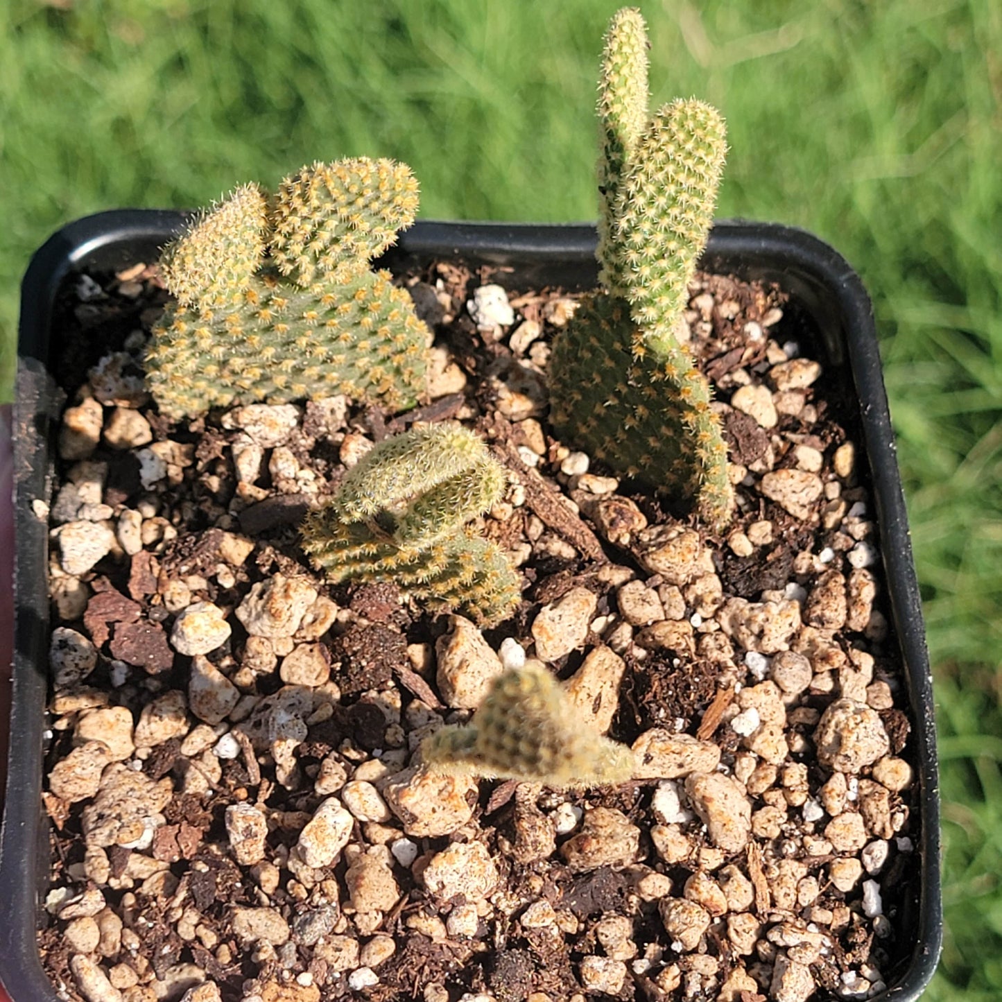 Opuntia microdasys var. pallida 'Golden Bunny Ears'