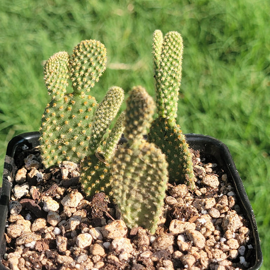 Opuntia microdasys var. pallida 'Oreilles de lapin dorées'