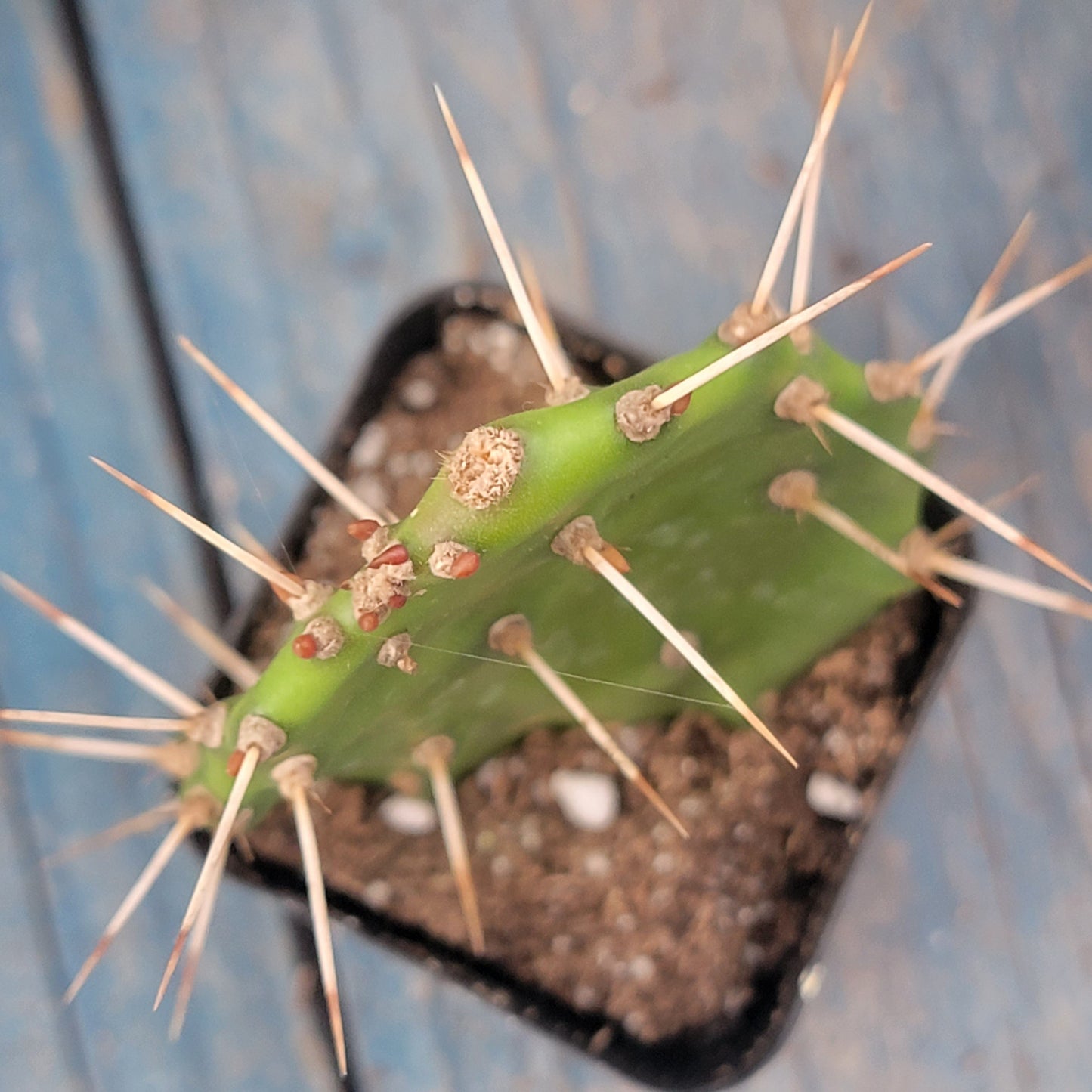 Opuntia monacantha 'Drooping Prickly Pear'