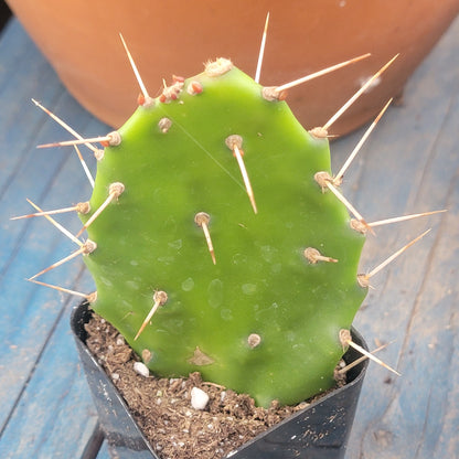 Opuntia monacantha 'Drooping Prickly Pear'