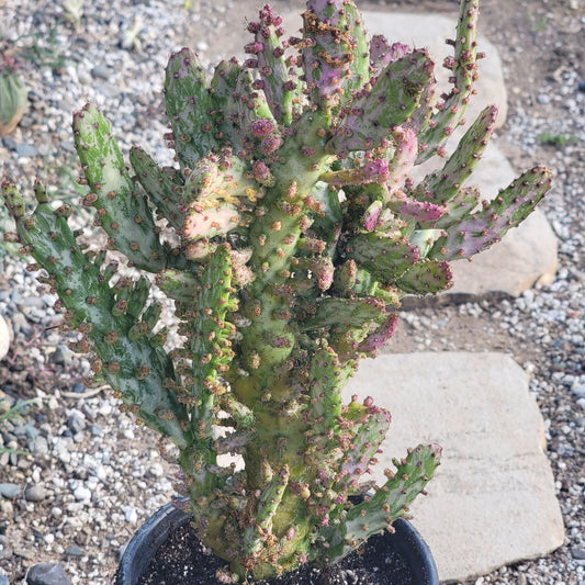 Opuntia monacantha monstruosa variegata