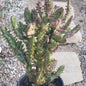Opuntia monacantha monstruosa variegata - 1 gal Assorted - Cactus - DesertScapeSucculent