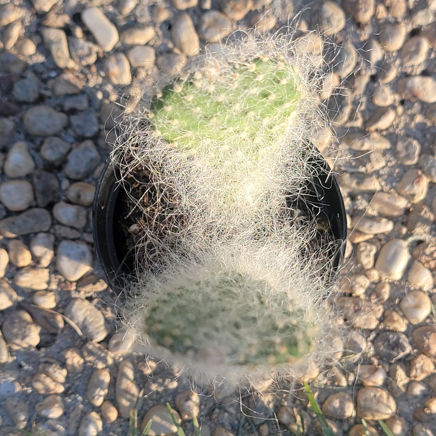 Opuntia polyacantha 'Snow Fuzzy'