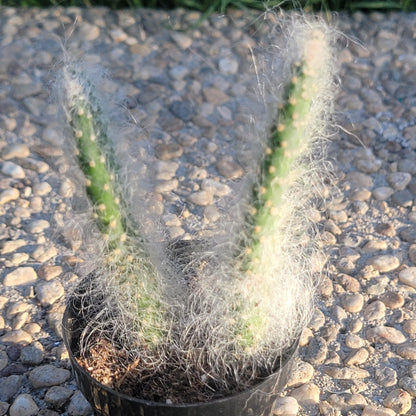 Opuntia polyacantha 'Snow Fuzzy'