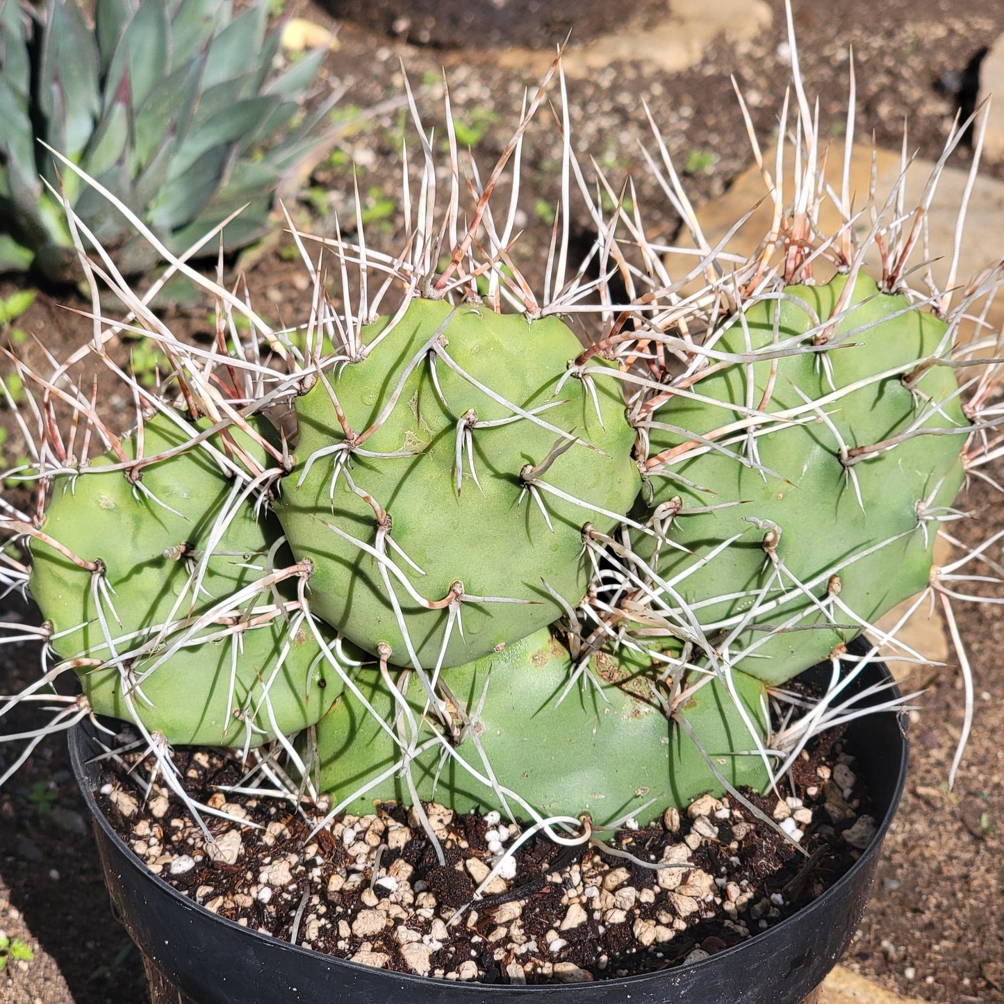 DesertScapeSucculent Succulent 8" Assorted Opuntia sulphurea