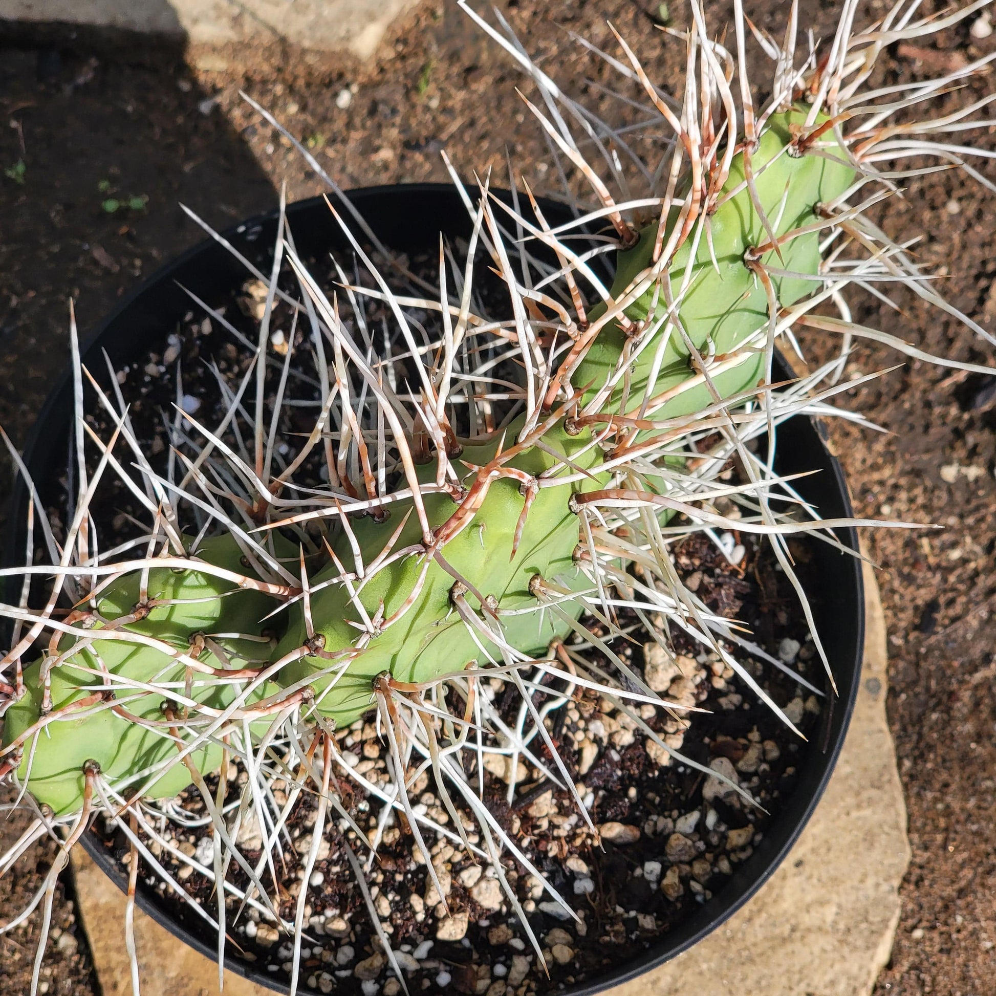 DesertScapeSucculent Succulent 8" Assorted Opuntia sulphurea