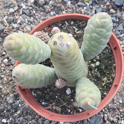 Opuntia turpinii