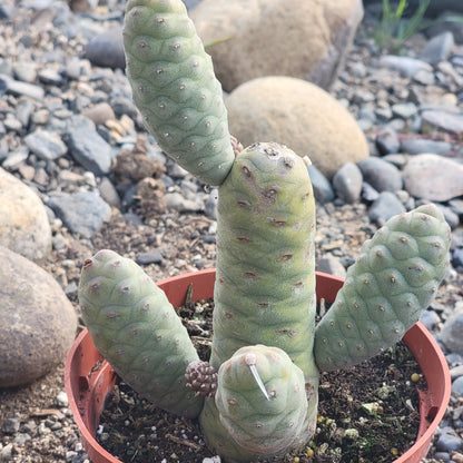 Opuntia turpinii