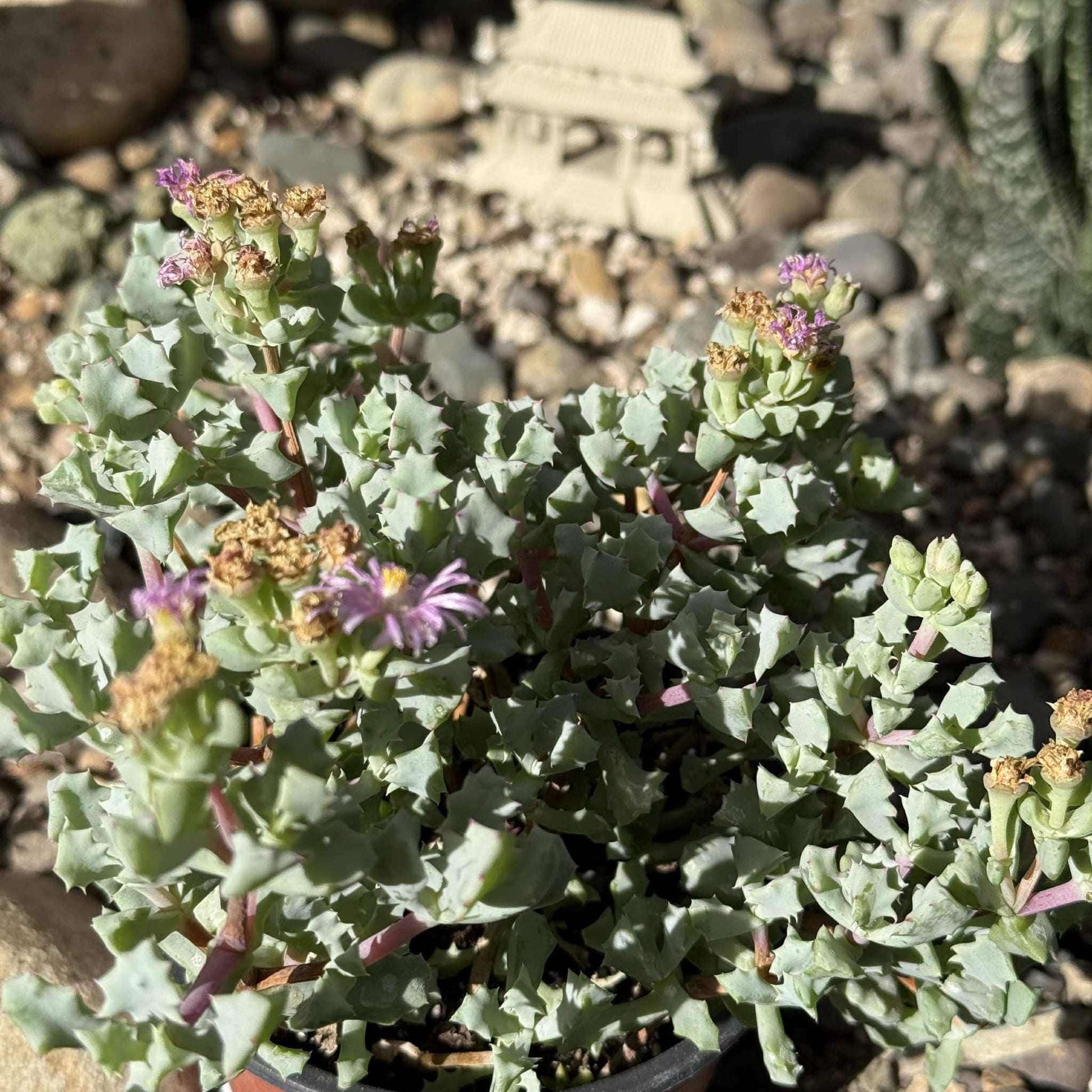 oscularia succulent Oscularia deltoides 'Pink Vygie'