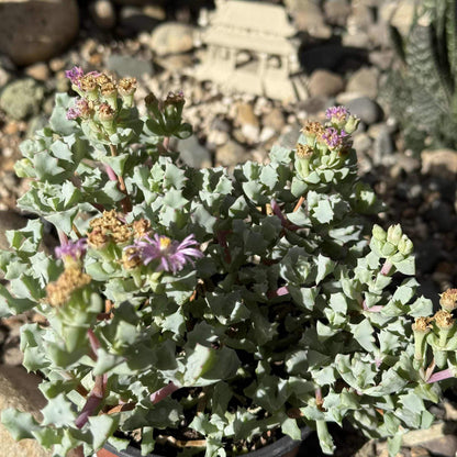 oscularia deltoides succulent Oscularia deltoides 'Pink Vygie' – DesertScapeSucculent