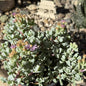 Oscularia deltoides 'Pink Vygie' - 4 Inch Assorted - Succulent - DesertScapeSucculent