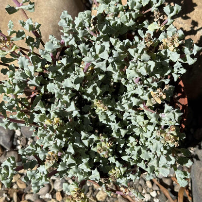 oscularia deltoides succulent Oscularia deltoides 'Pink Vygie' – DesertScapeSucculent