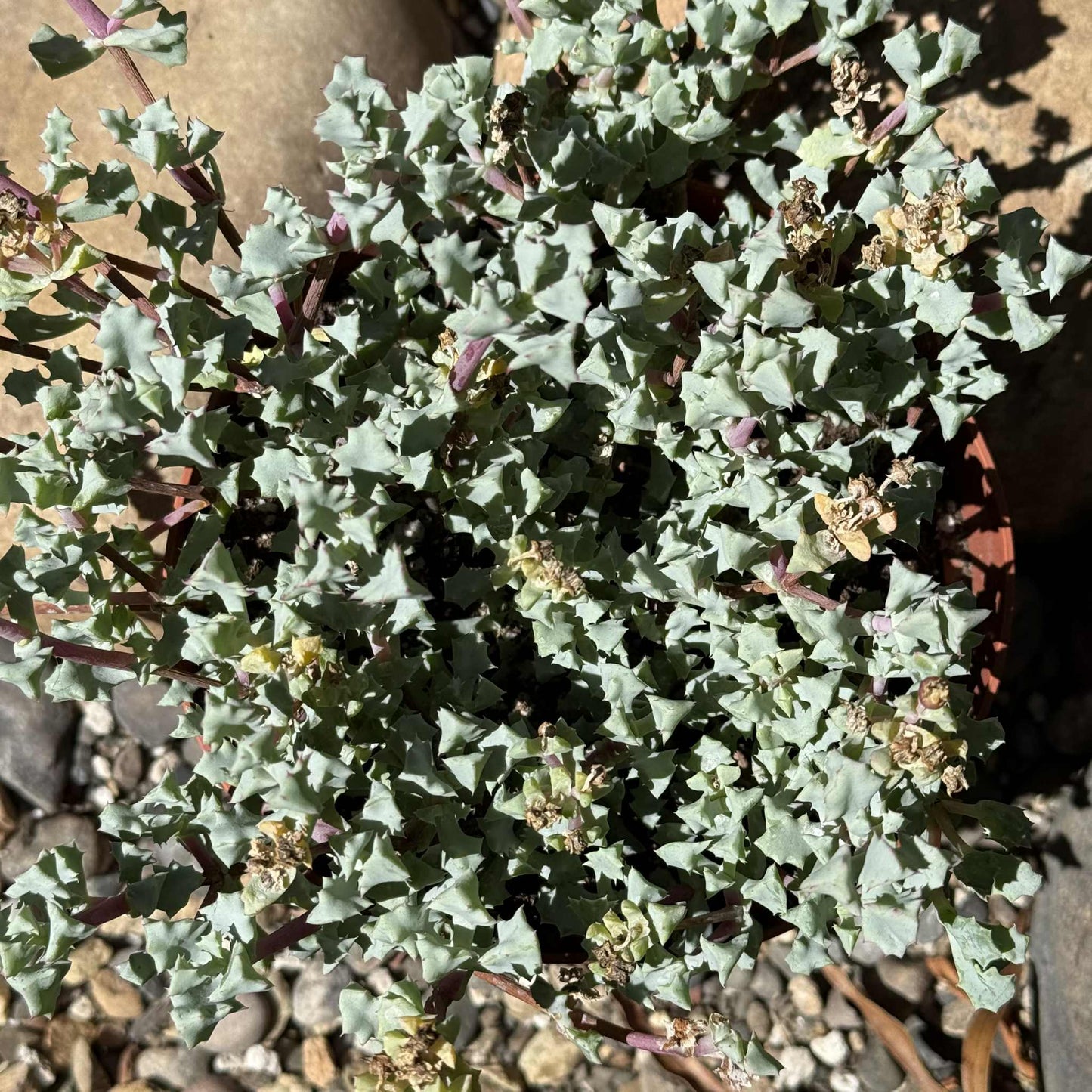 Oscularia deltoides 'Pink Vygie' - 4 Inch Assorted - Succulent - DesertScapeSucculent