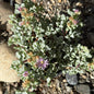 Oscularia deltoides 'Pink Vygie' - 4 Inch Assorted - Succulent - DesertScapeSucculent