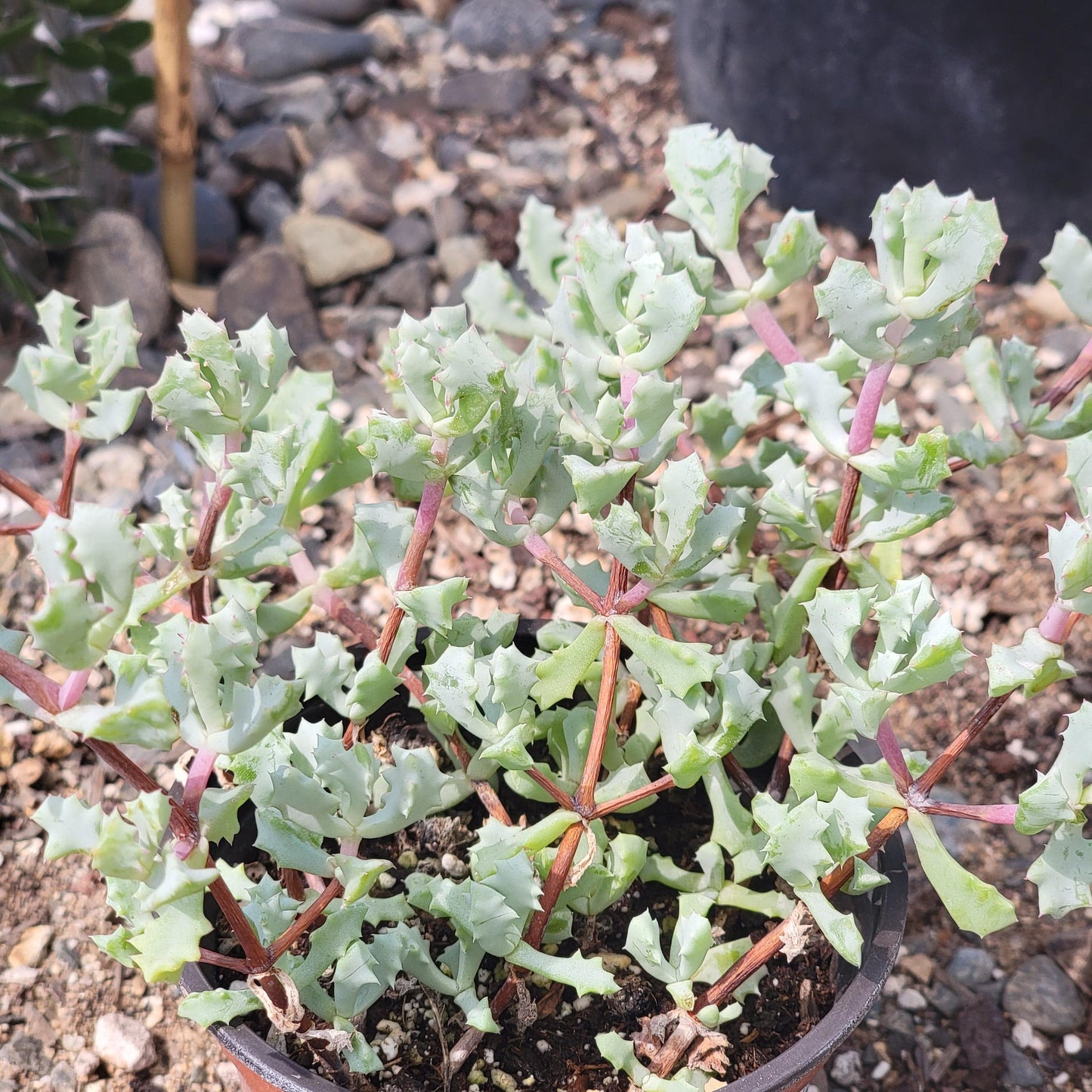 DesertScapeSucculent Succulent 4" Assorted Oscularia deltoides 'Pink Vygie'