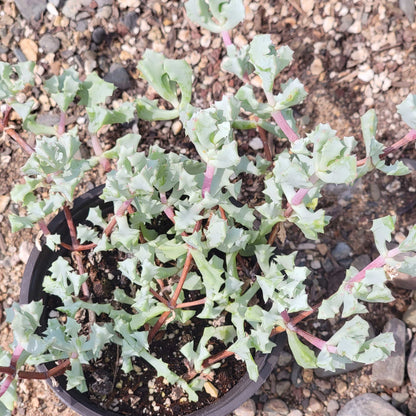 DesertScapeSucculent Succulent Oscularia deltoides 'Pink Vygie'