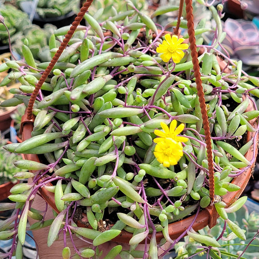 Othonna capensis 'Collar de Rubí'