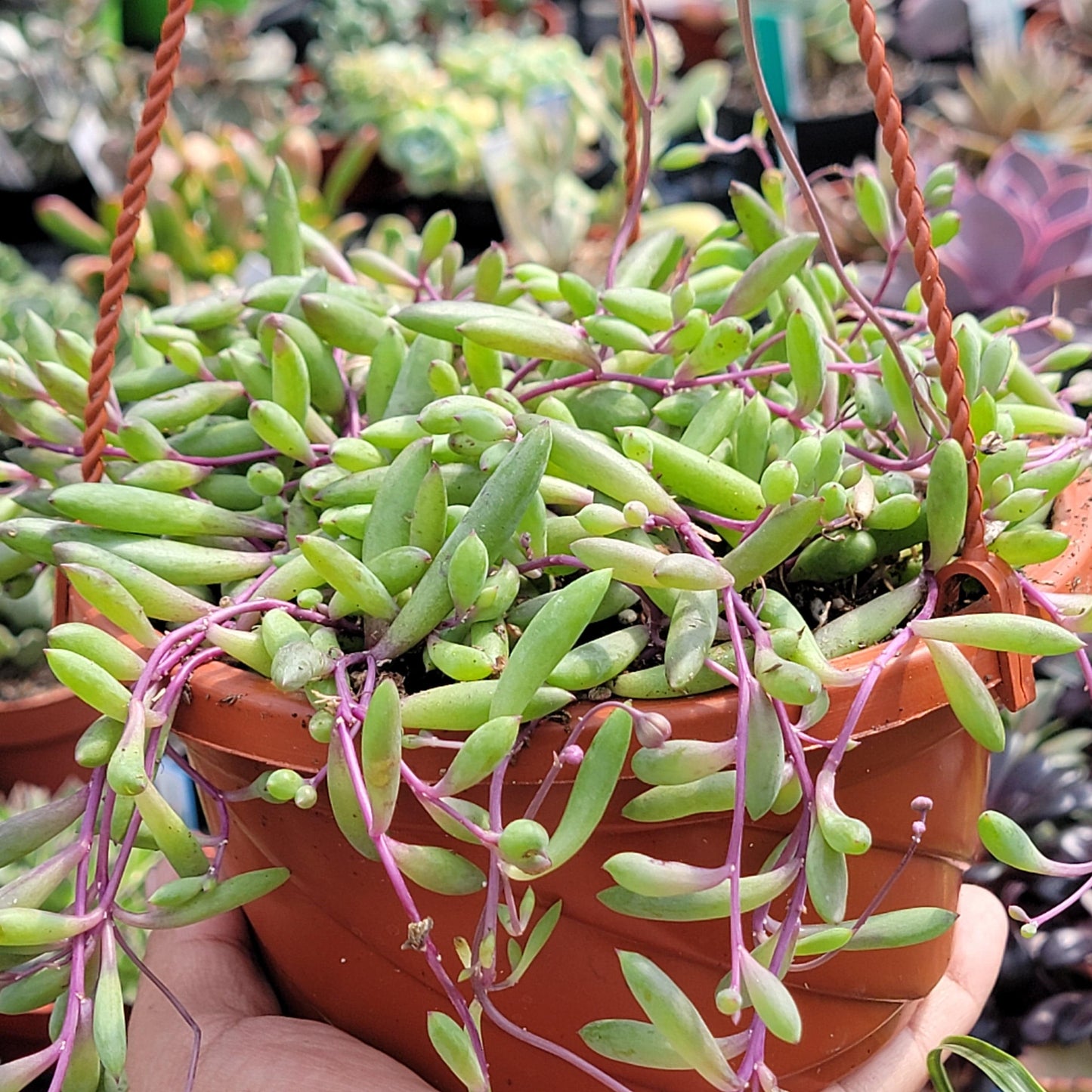 Othonna capensis 'Collar de Rubí'