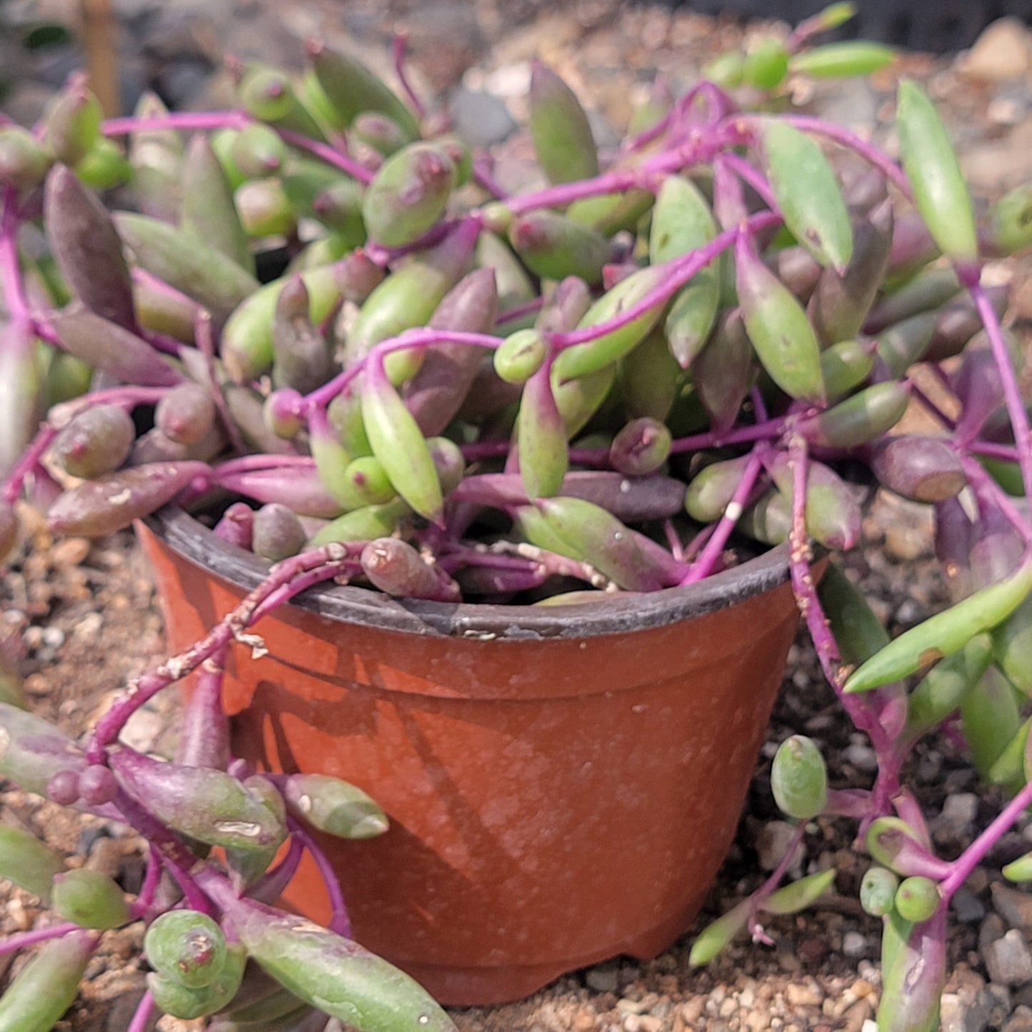 Ruby Necklace Plant 'Othonna capensis' 2 Pot / & / No Pot Ruby Necklace Plant 'Othonna capensis' 2 Pot / & / No Pot