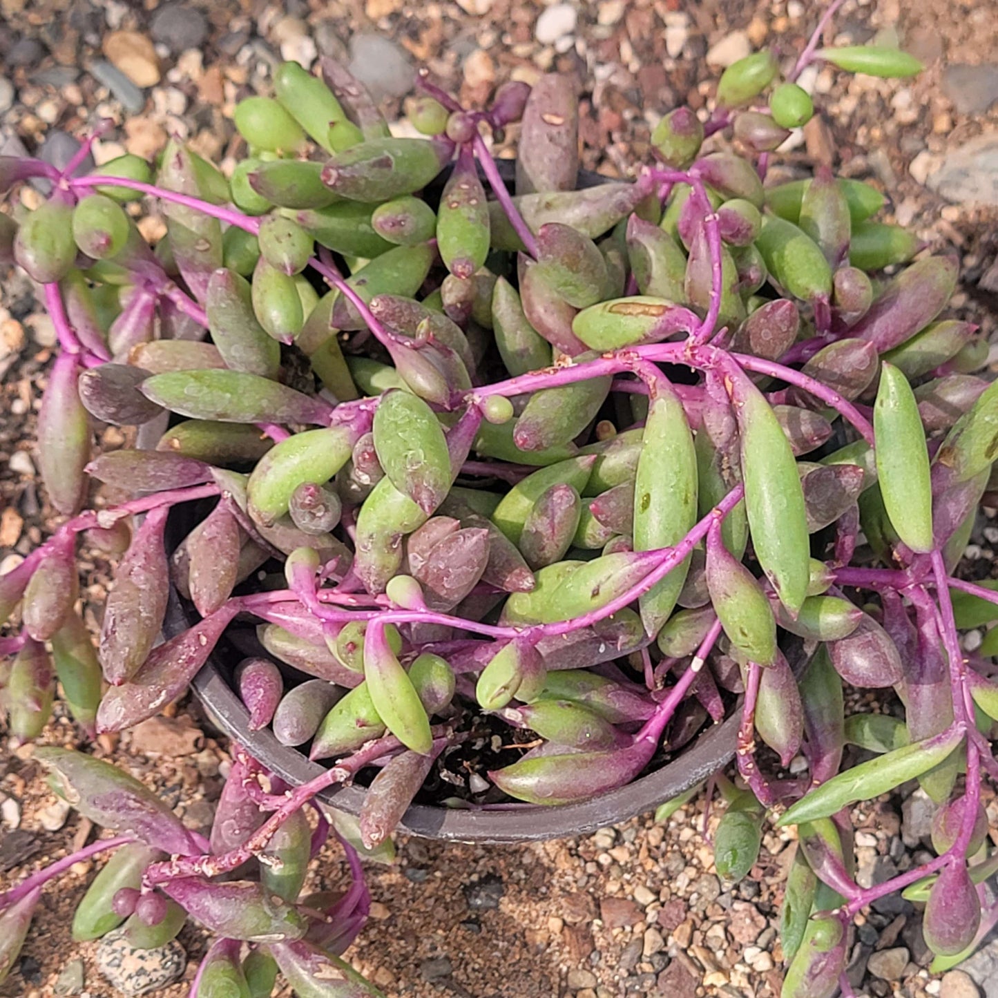 DesertScapeSucculent Succulent Othonna capensis 'Ruby Necklace'