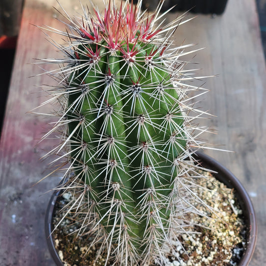 Pachycereus Pringlei 'Mexican Cardon' 'False Saguaro'