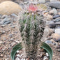 Pachycereus Pringlei 'Mexican Cardon' 'False Saguaro' - 4 Inch Assorted - Cactus - DesertScapeSucculent