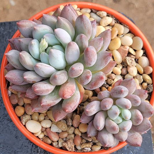 Pachyphytum 'Angel Fingers'