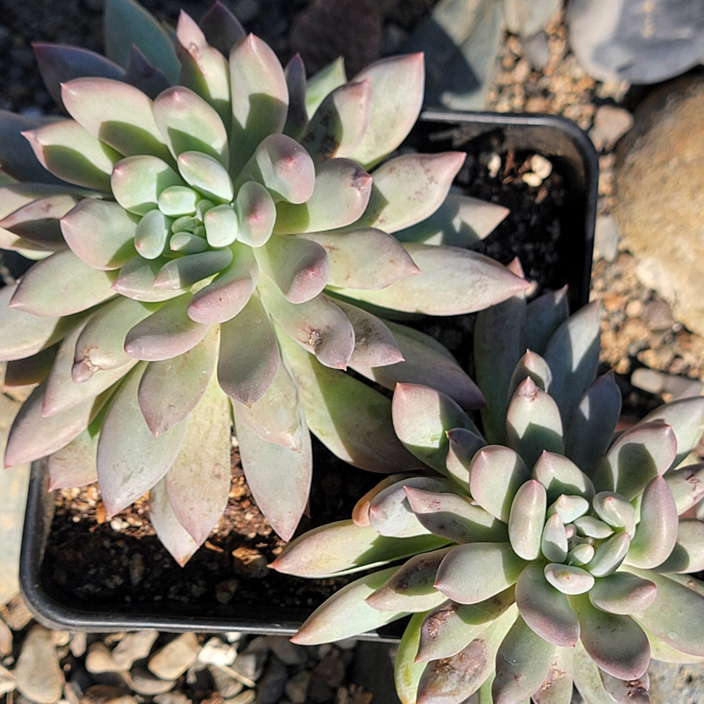 DesertScapeSucculent Succulent 6" Double Assorted Pachyphytum 'Angel Fingers'