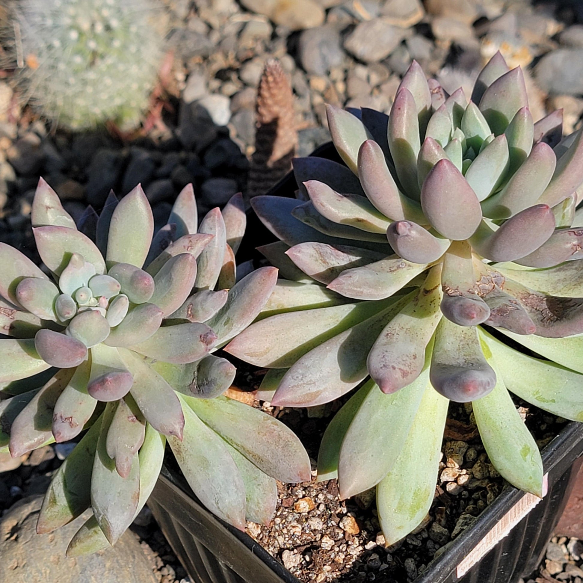 dedos succulent Pachyphytum 'Angel Fingers'