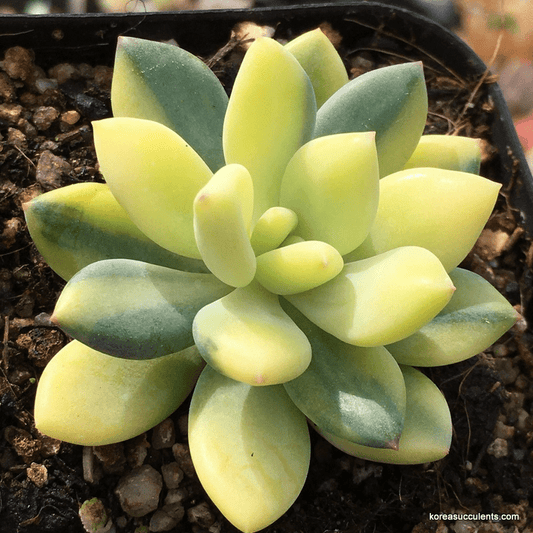 Pachyphytum Cutie Finger Variegated (Rare Korean Succulent)