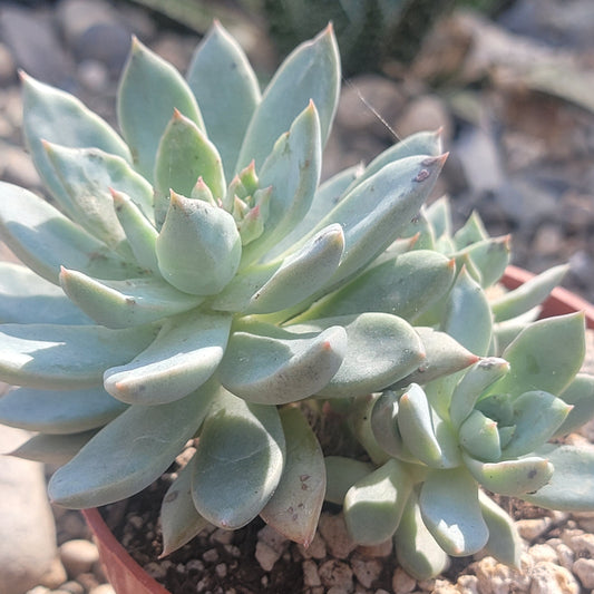 Pachyphytum 'Hookeri'