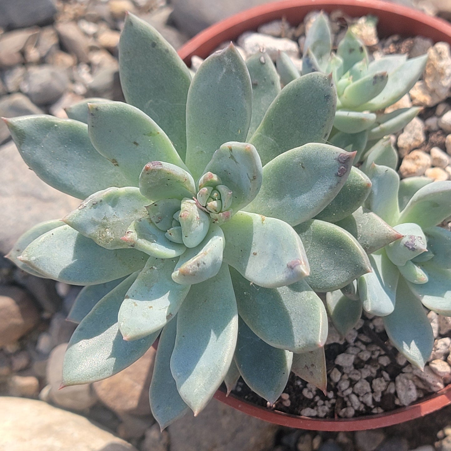 Pachyphytum 'Hookeri'