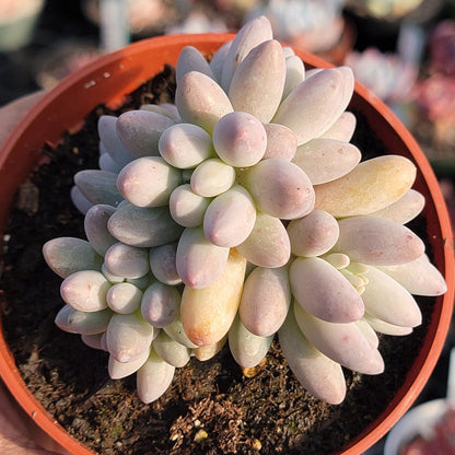 Pachyphytum 'Macho'