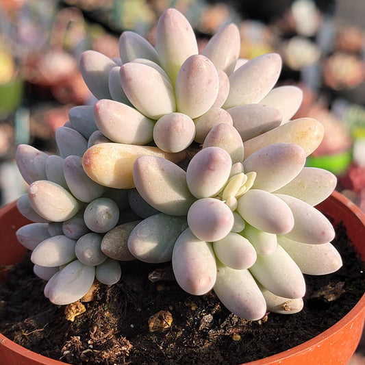 Pachyphytum 'Macho'