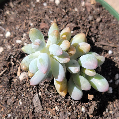 Pachyphytum Machucae 'Baby Finger'