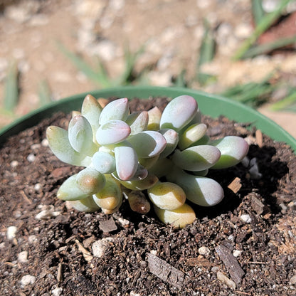 Pachyphytum Machucae 'Baby Finger'