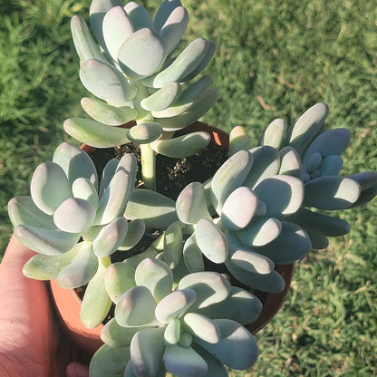 Pachyphytum oviferum 'Purpus' 'Moonstones'