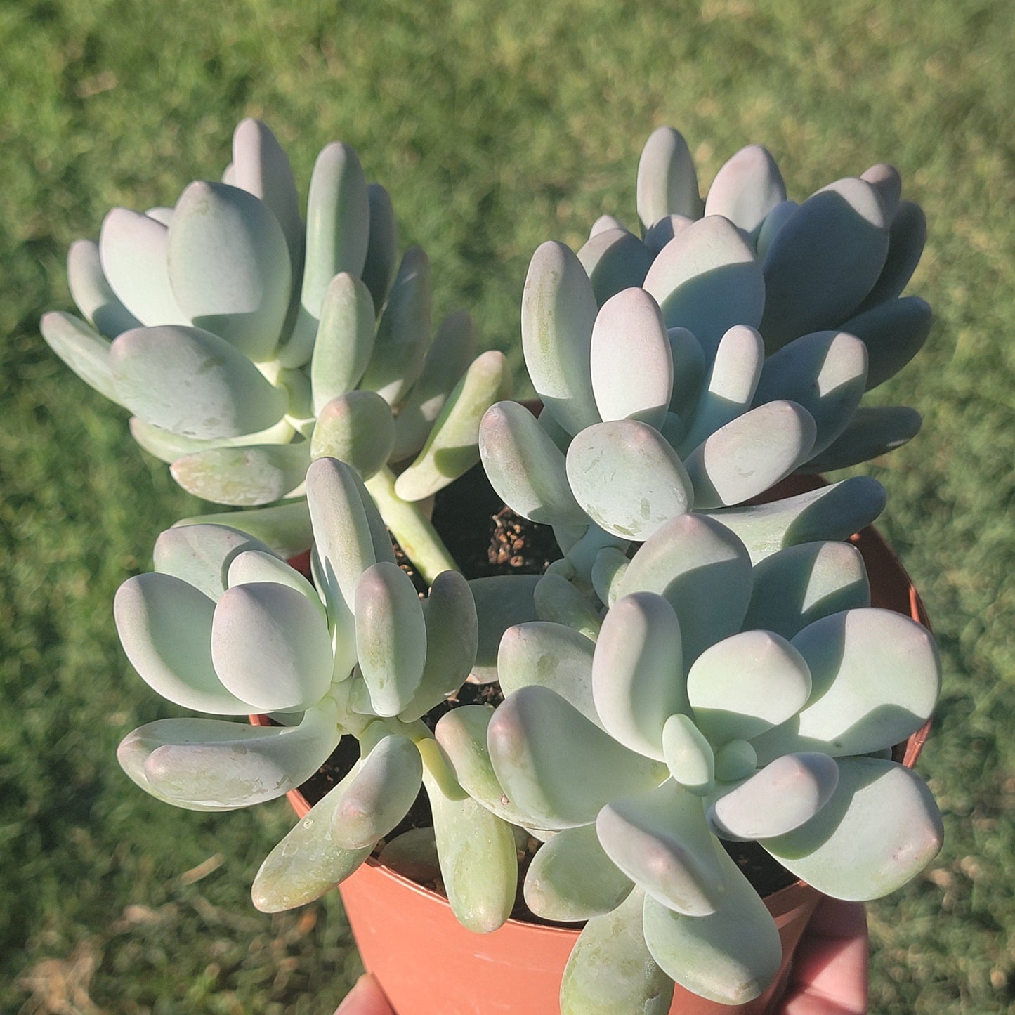 Pachyphytum oviferum 'Purpus' 'Moonstones'