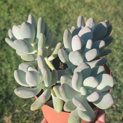 Pachyphytum oviferum 'Purpus' 'Pierres de Lune'